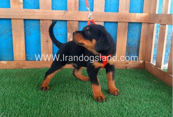 --rottweiler-44_2
