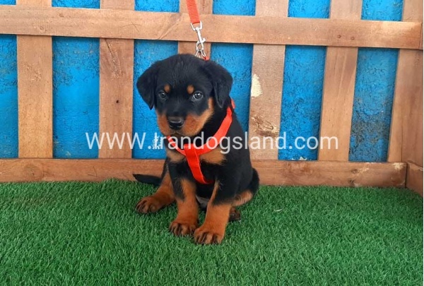 --rottweiler-44_3