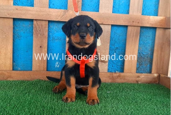 --rottweiler-44_4