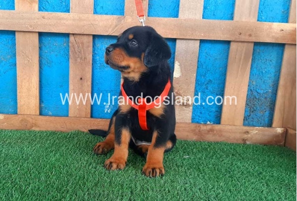 --rottweiler-44_5