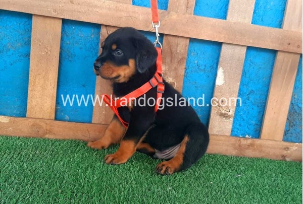 --rottweiler-44_6