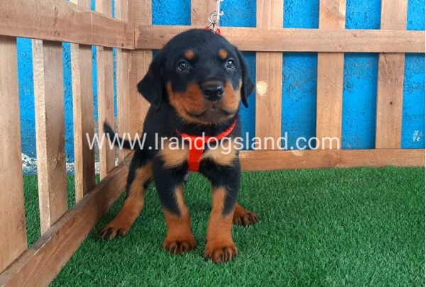 --rottweiler-44_7