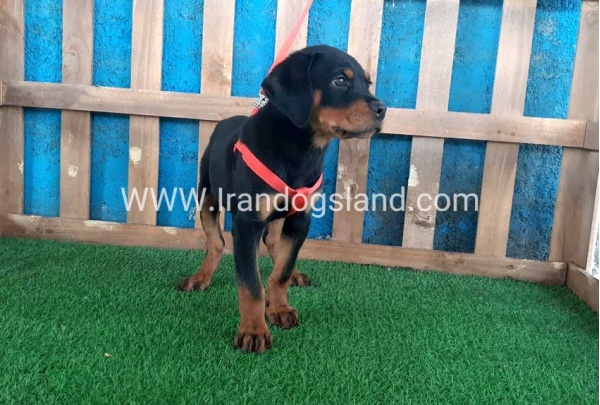 --rottweiler-51_1