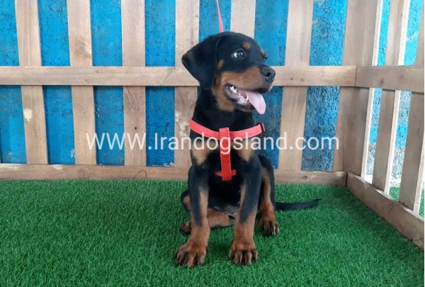 --rottweiler-51_10