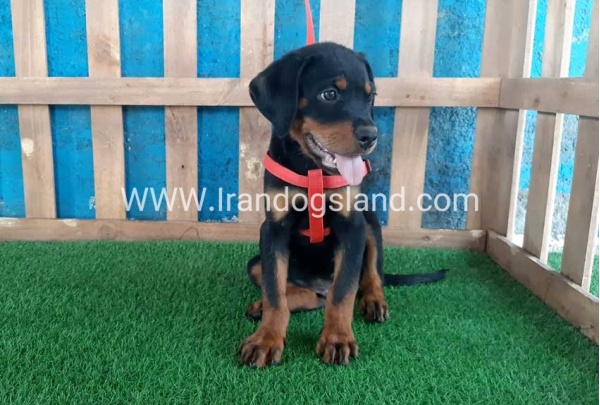 --rottweiler-51_11