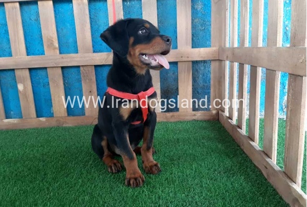 --rottweiler-51_2