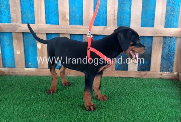 --rottweiler-51_3