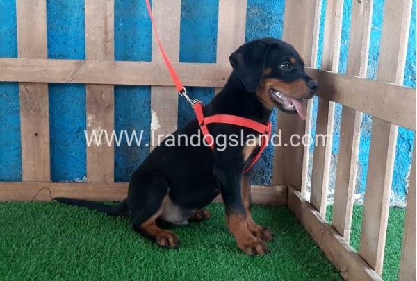 --rottweiler-51_4