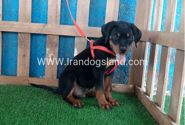 --rottweiler-51_5