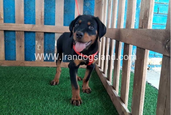 --rottweiler-51_6