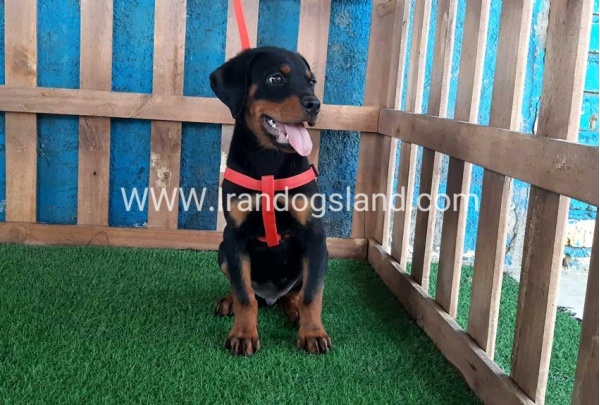 --rottweiler-51_7
