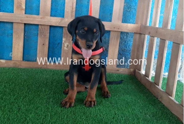 --rottweiler-51_8