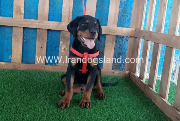 --rottweiler-51_9