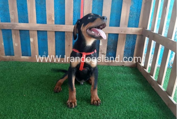--rottweiler-54_1