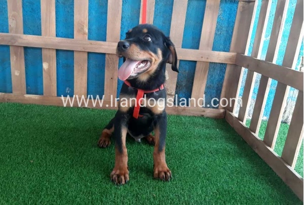 --rottweiler-54_2