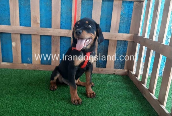 --rottweiler-54_3