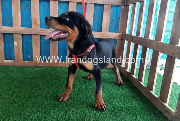 --rottweiler-54_4