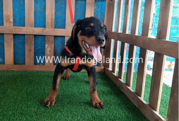 --rottweiler-54_5