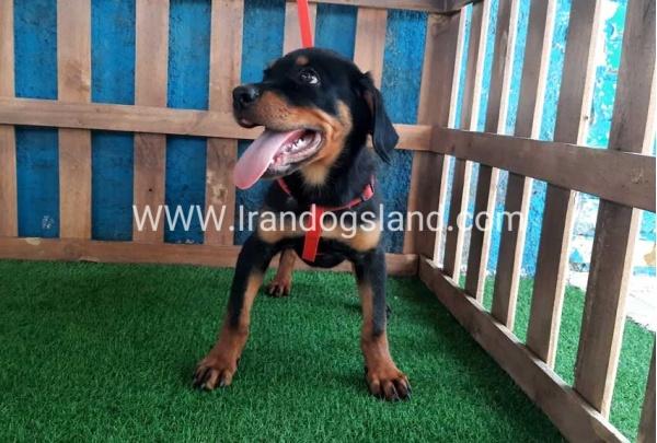 --rottweiler-54_6