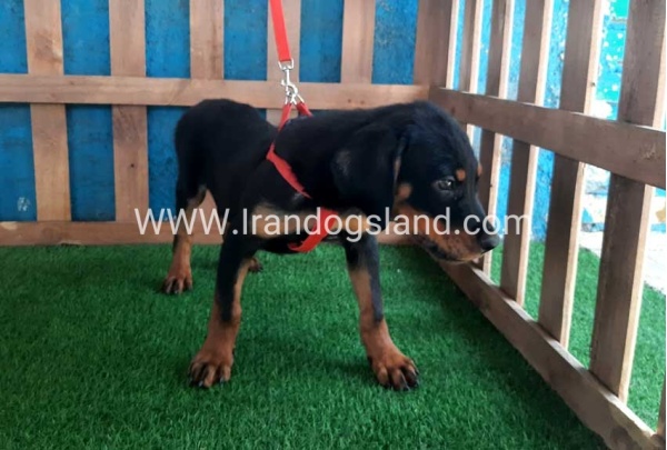 --rottweiler-54_7
