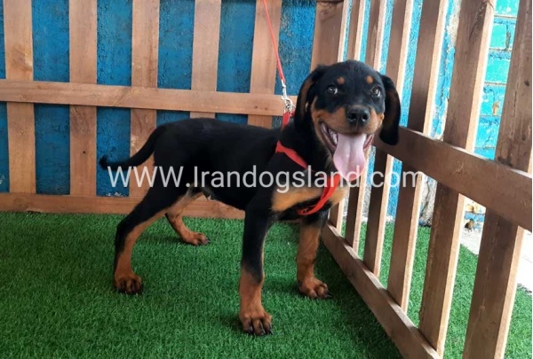 --rottweiler-54_8