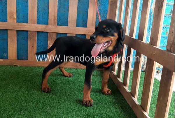 --rottweiler-54_9