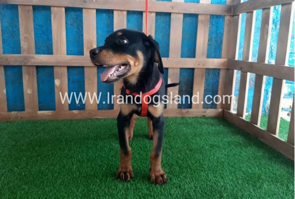 --rottweiler-55_1