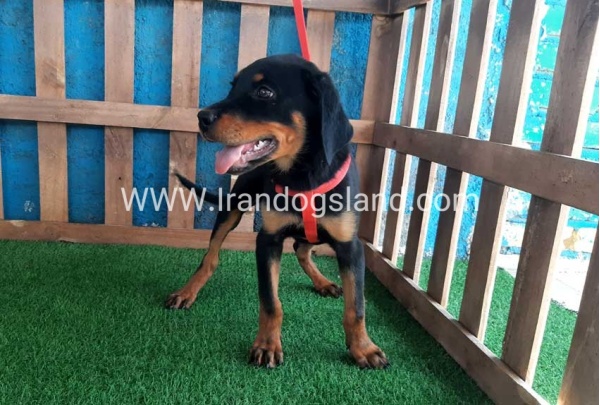 --rottweiler-55_2