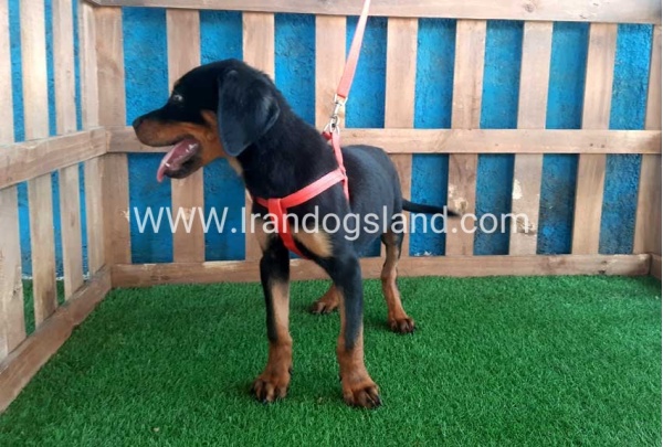 --rottweiler-55_3