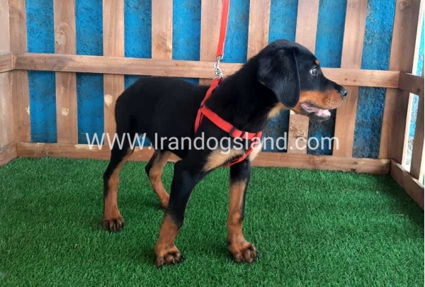 --rottweiler-55_4
