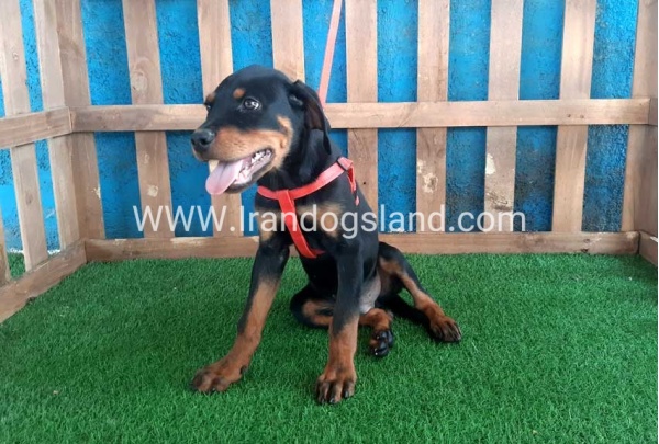--rottweiler-55_5