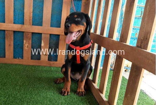 --rottweiler-55_6