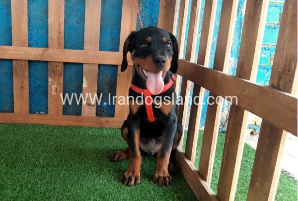 --rottweiler-55_7