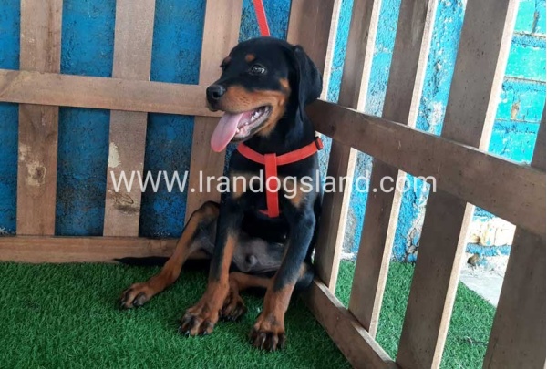 --rottweiler-55_8