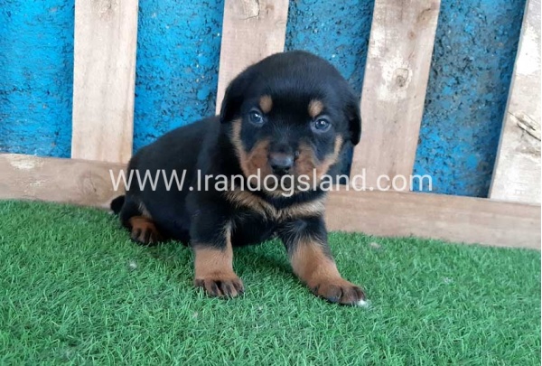 --rottweiler-56_1