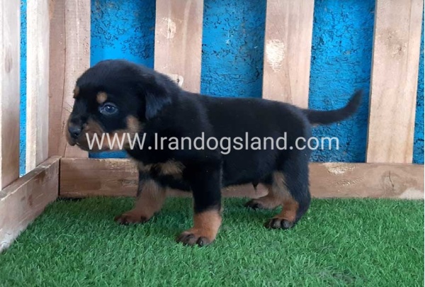--rottweiler-56_10