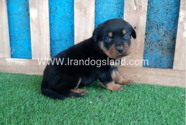 --rottweiler-56_11