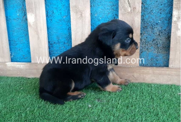 --rottweiler-56_12