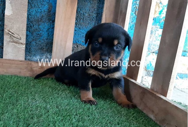 --rottweiler-56_2