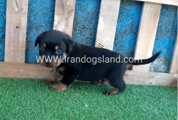 --rottweiler-56_3