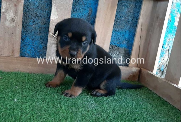 --rottweiler-56_4