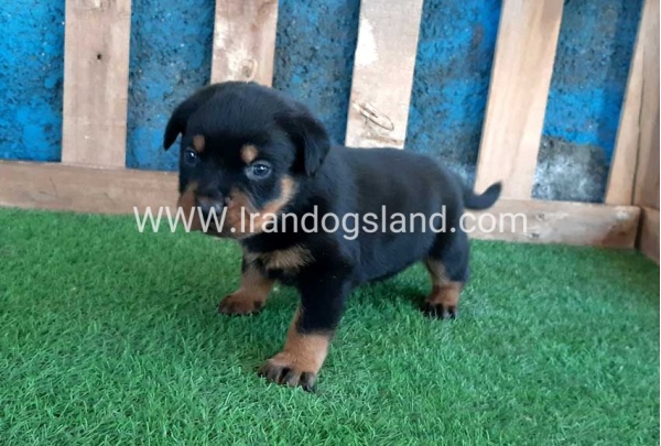 --rottweiler-56_5