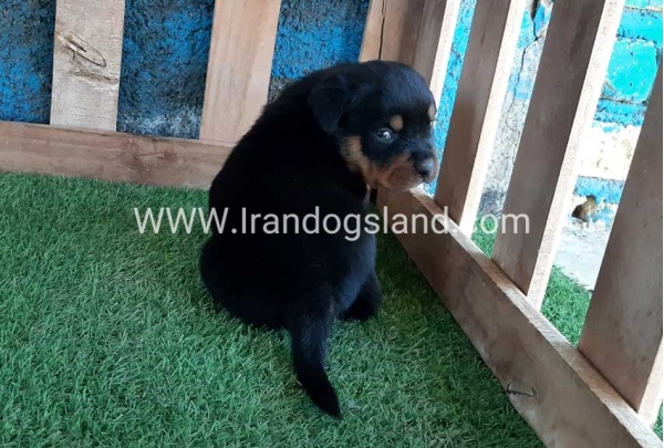 --rottweiler-56_6