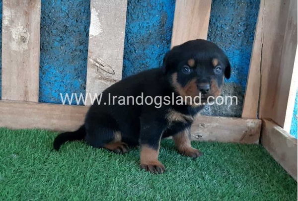 --rottweiler-56_7