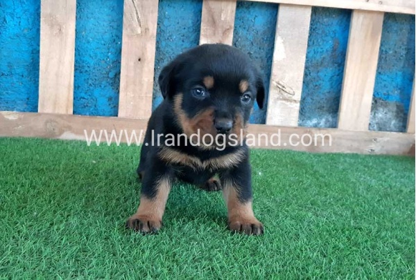 --rottweiler-56_8