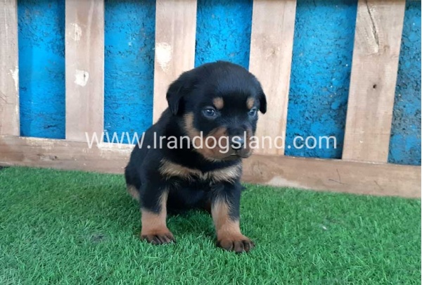 --rottweiler-56_9