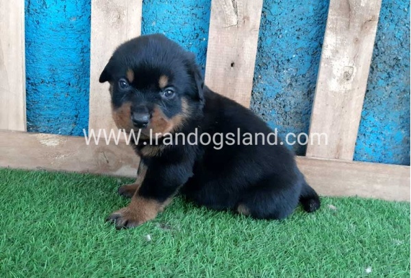--rottweiler-57_1