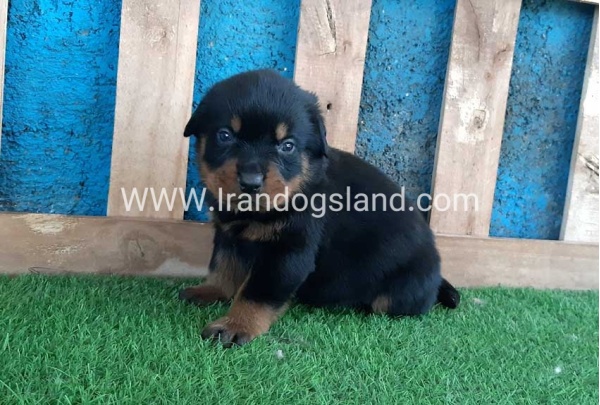 --rottweiler-57_10