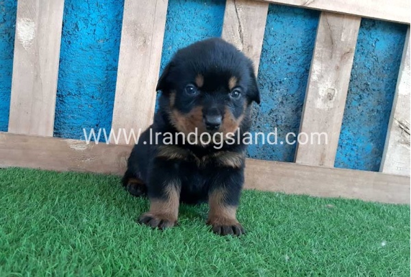 --rottweiler-57_2