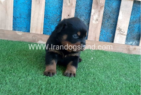 --rottweiler-57_3